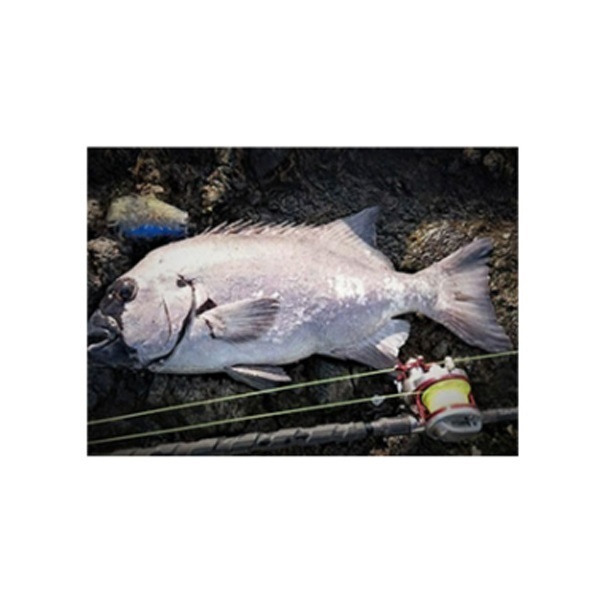 アストロン石鯛 マックスガンマ